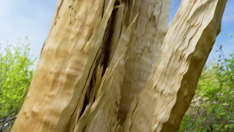 Broken part of the tree after being struck with the lightning Stock Footage 138545847