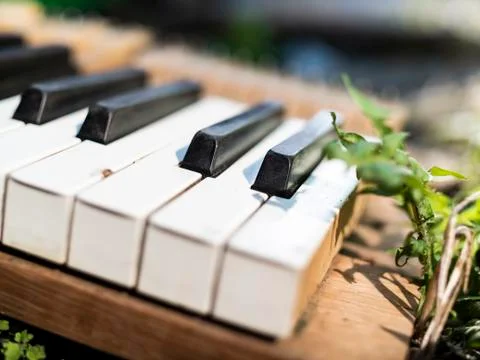 Broken piano with missing keyes scattered on the ground among plants and stones. Foto stock