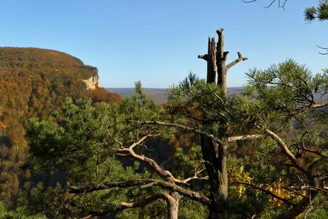 Broken pine on the background of a mountain valley. Autumn. Stock Photos