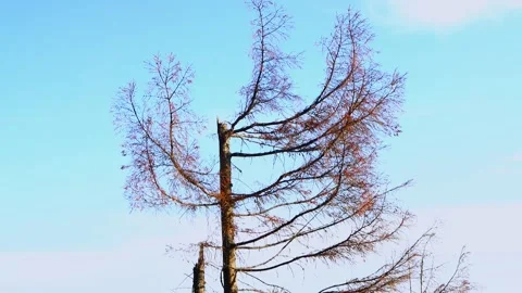 Broken pine Video stock 158232445