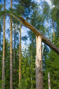 Broken pine in the forest after storm Stock Photos