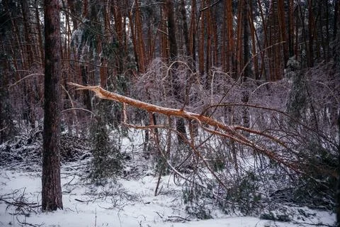 Broken Pine Tree After Winter Storm in Snowy Forest Stock Photos