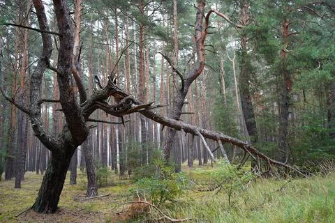 Broken pine tree in dense forest landscape Stock Photos