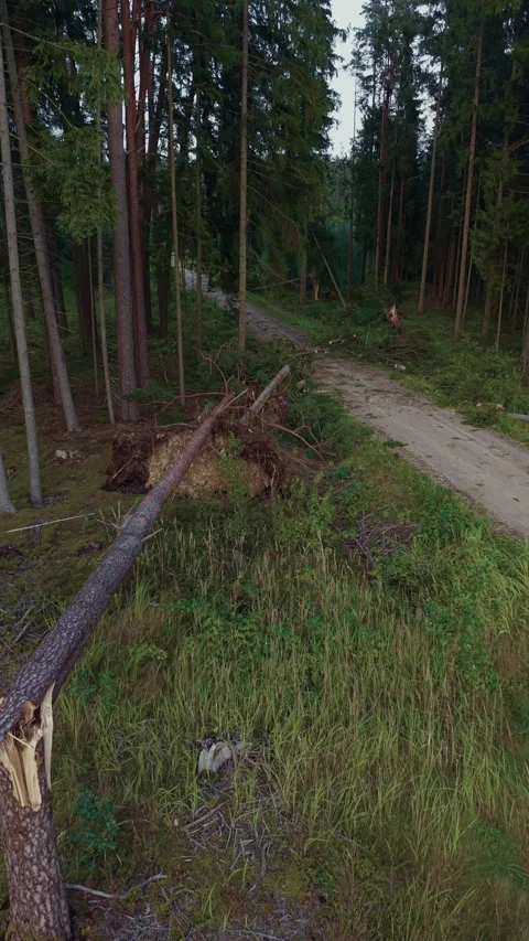 Broken pine tree fallen across forest path near dense conifer woodland after Stock Footage 345528516
