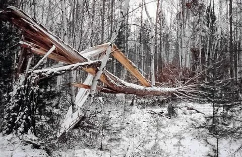 Broken pine tree. Pine broke Stock Photos