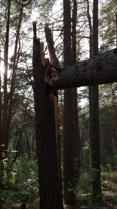 Broken pine tree trunk in dense forest after strong wind with sunlight filtering Stock Footage 345374229