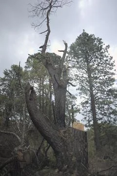 Broken pine tree trunk showing shattered wood after storm damage in a forest Fotos de archivo