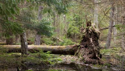 Broken pine tree trynk lying Stock Photos