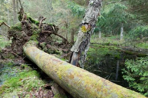 Broken pine tree trynk lying Stock Photos