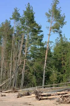 Broken pine trees Foto stock