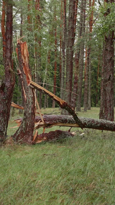 Broken pine trunk and fallen tree in dense forest with splintered wood after Stock Footage 344770222