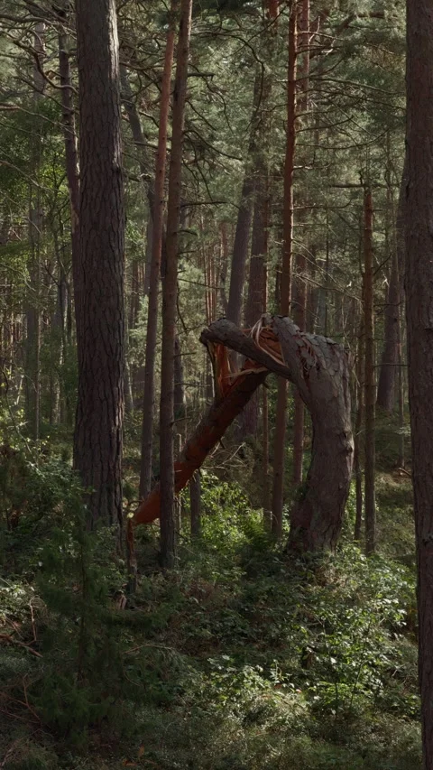 Broken pine trunk bent among dense forest trees with sunlight filtering through Stock Footage 345264992