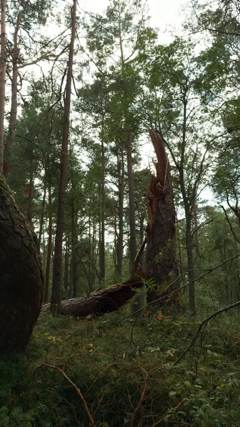 Broken pine trunk in dense woodland forest with tall trees, tangled undergrowth Stock Footage 345265034