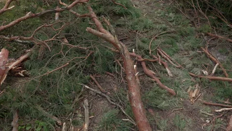 Broken pine trunks and scattered branches lying across forest floor after strong Stock Footage 345373799