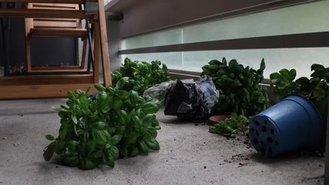 Broken plants lying on the balcony after a storm, bad weather damage Stock Footage 283496067