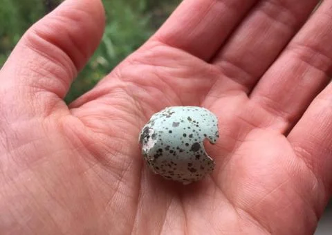 Broken plover's egg lying in a left hand Stock Photos