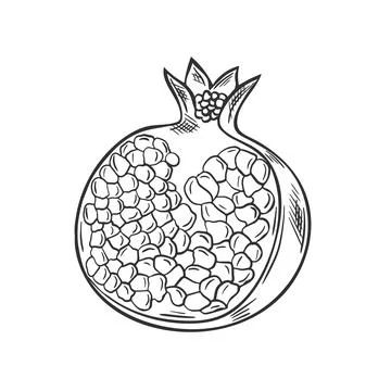Broken pomegranate fruit hand drawn vintage sketch Ilustração Stock