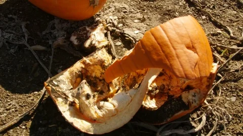Broken pumpkin in pumpkin patch in autumn 库存影片 79524617