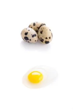 Broken quail egg Фото