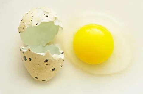 Broken quail egg with shell. Stock Photos