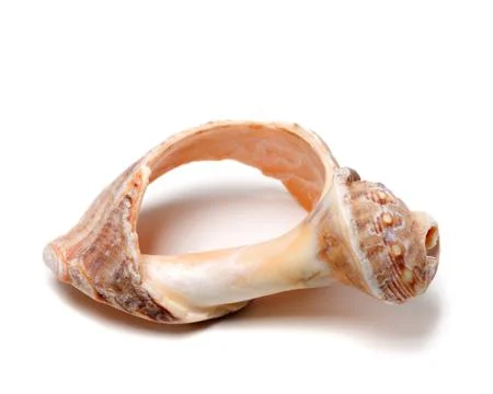 Broken rapana shell isolated on white background Stock Photos