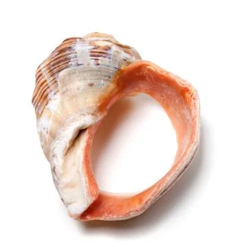 Broken rapana shell isolated on white background Stock Photos