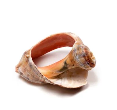Broken rapana shell Stock Photos