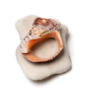 Broken rapana shell on stone Stock Photos