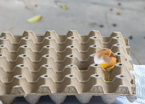 Broken Raw Egg Spilling onto a Cardboard Egg Tray Stock Photos