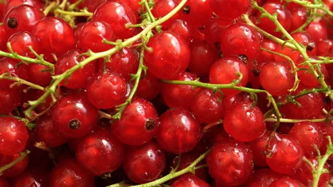 Broken Red Currant After Rain. Stock-Footage 90919220