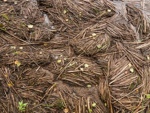 Broken reed on the shore Stock Photos