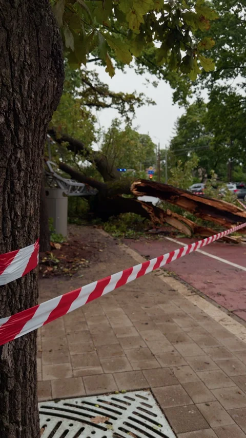 Broken roadside tree cordoned off with red and white caution tape beside urban Stock Footage 345532700