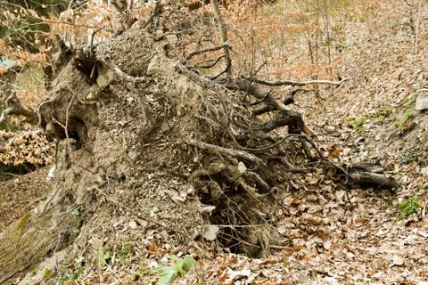 Broken root of dead fallen tree in the woods Stock Photos