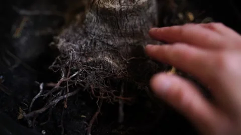 Broken root of a palm tree growing in a flowerpot Stock Footage 171763851