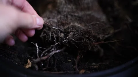 Broken root of a palm tree growing in a flowerpot Stock Footage 171765833