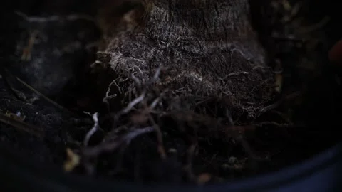 Broken root of a palm tree growing in a flowerpot Stock Footage 171765834