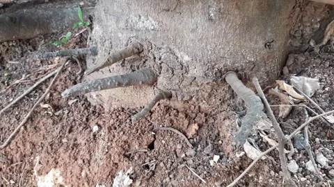 Broken roots of a tree Vidéo 286331023
