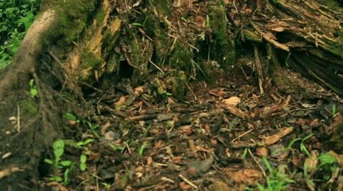 Broken rotten tree Stock Footage 51618119