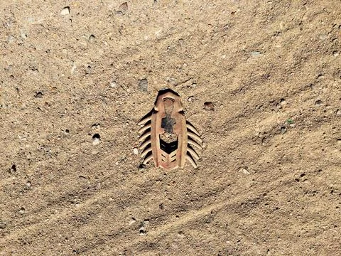Broken rubber bug toy lies on sand in dust Stock Photos
