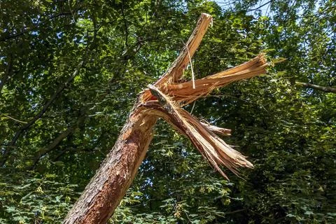 Broken Scots pine trunk with splintered wood after damage Stock Photos