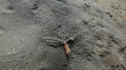 Broken sea star 2.mp4 Stock Footage 10917596