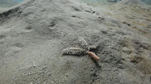 Broken sea star .mp4 Stock Footage 10917616