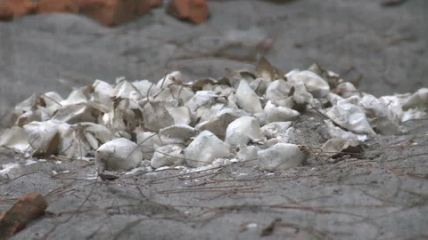 Broken Sea Turtle Eggs, Borneo Indonesia Stock Footage 142786901