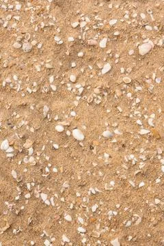 Broken seashells scattered on beach Foto stock