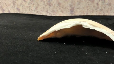 Broken shell macro Stock Footage 121727312