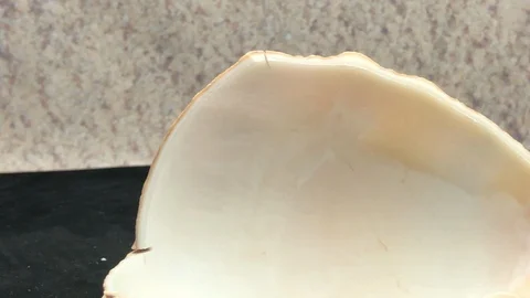 Broken shell macro Stock Footage 121727425