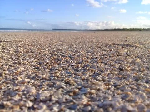 Broken shells on the beach focus Stock Photos