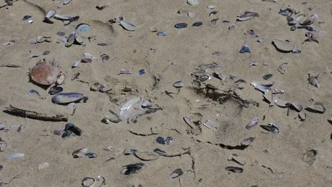 Broken shells on the beach. Stock Footage 87721270