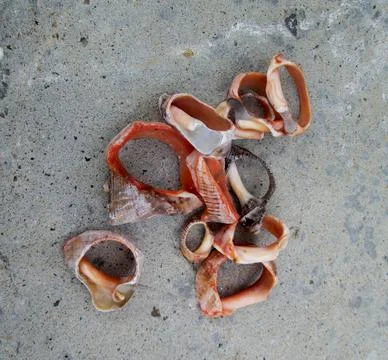 Broken shells on the beach Stock Photos