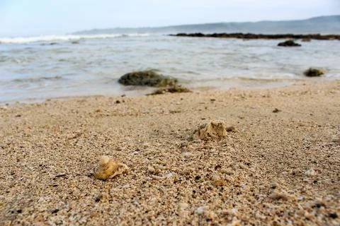 Broken shells mixed with beach sand. Stock Photos